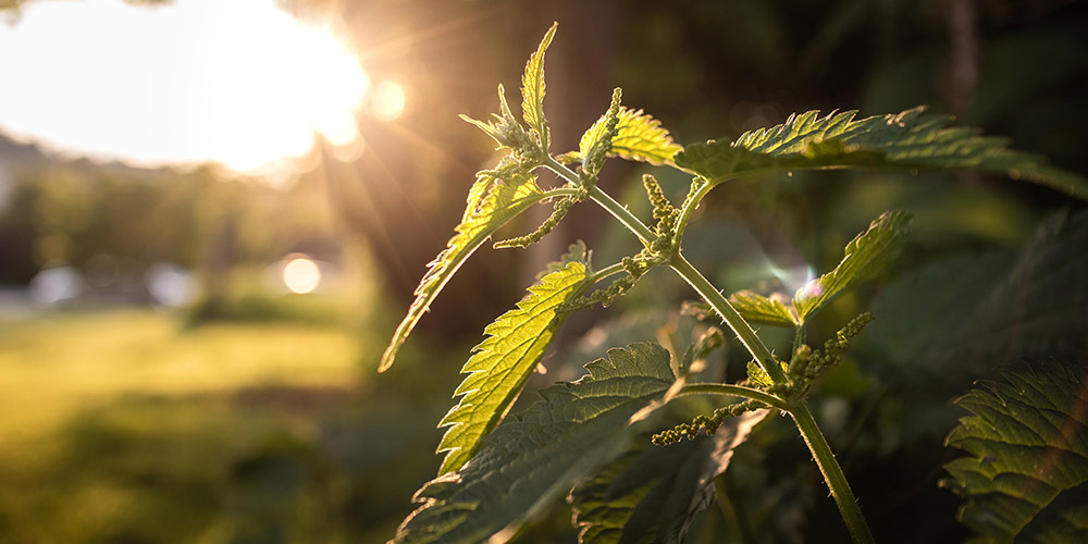 Comment lutter naturellement contre les mauvaises herbes ?
